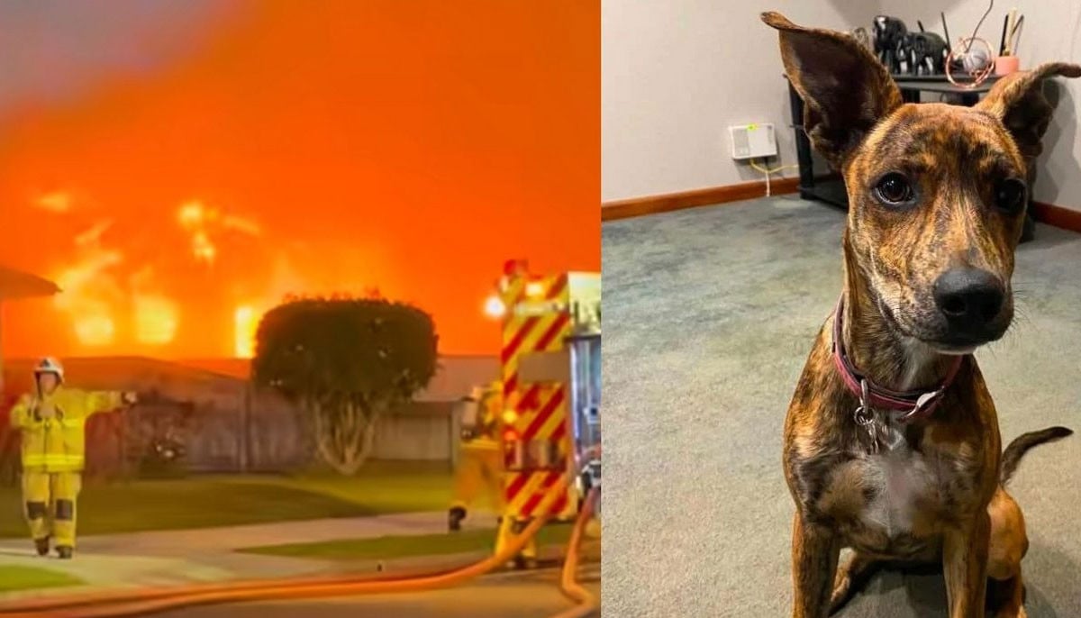 Two dogs emerge alive from massive inferno that gutted family business 