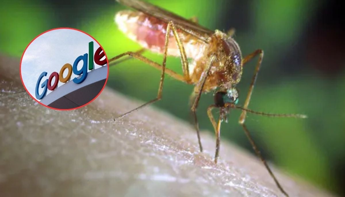 Google to release 32 million mosquitoes in Florida, California–Why critics are concerned