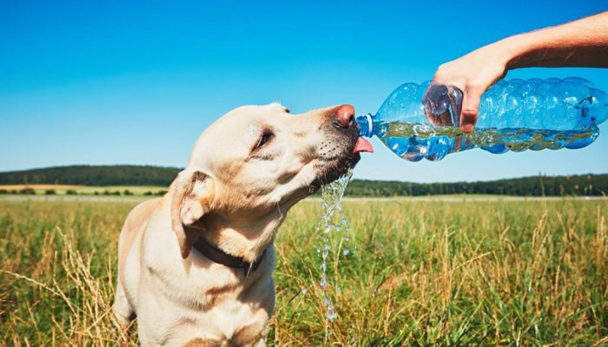 Dog owners warned: Popular cooling trick could be dangerous for overheated pets
