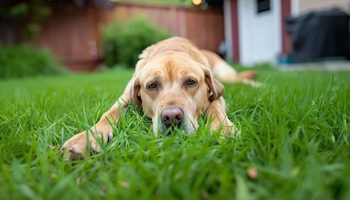Why Marijuana is suddenly sending thousands of dogs to hospitals in US?