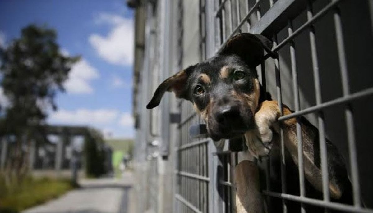 Shocking discovery at 'no-kill' shelter leaves dog owners distraught