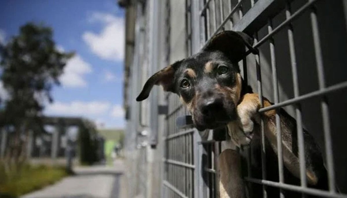 Shocking discovery at 'no-kill' shelter leaves dog owners distraught