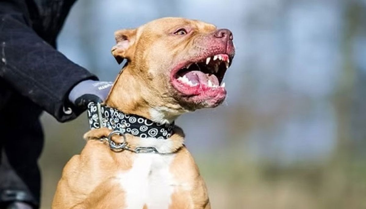 Aggressive dog shocking end after sending woman and pet to hospital