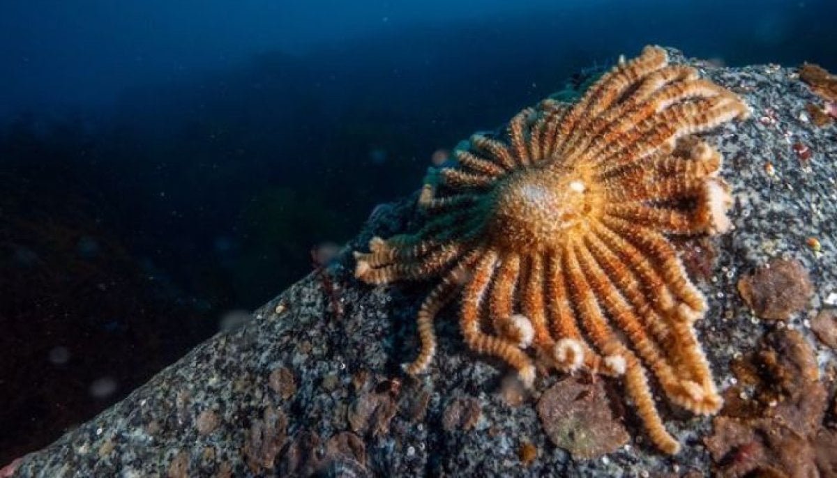 Scientists discover tiny Antarctic sea creature that could help fight melanoma