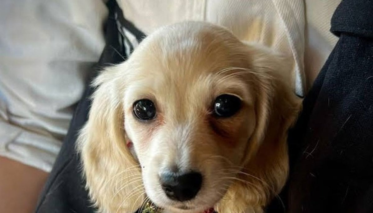 Owner survives but young puppy suffers tragic end after dog attack