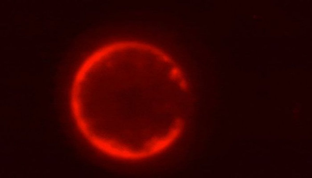 Scientists create world’s first synthetic cell from scratch, marking historic biology milestone 