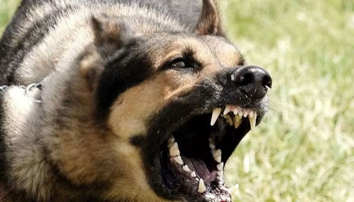 Dog attacks woman after man attempt to help goes horribly wrong