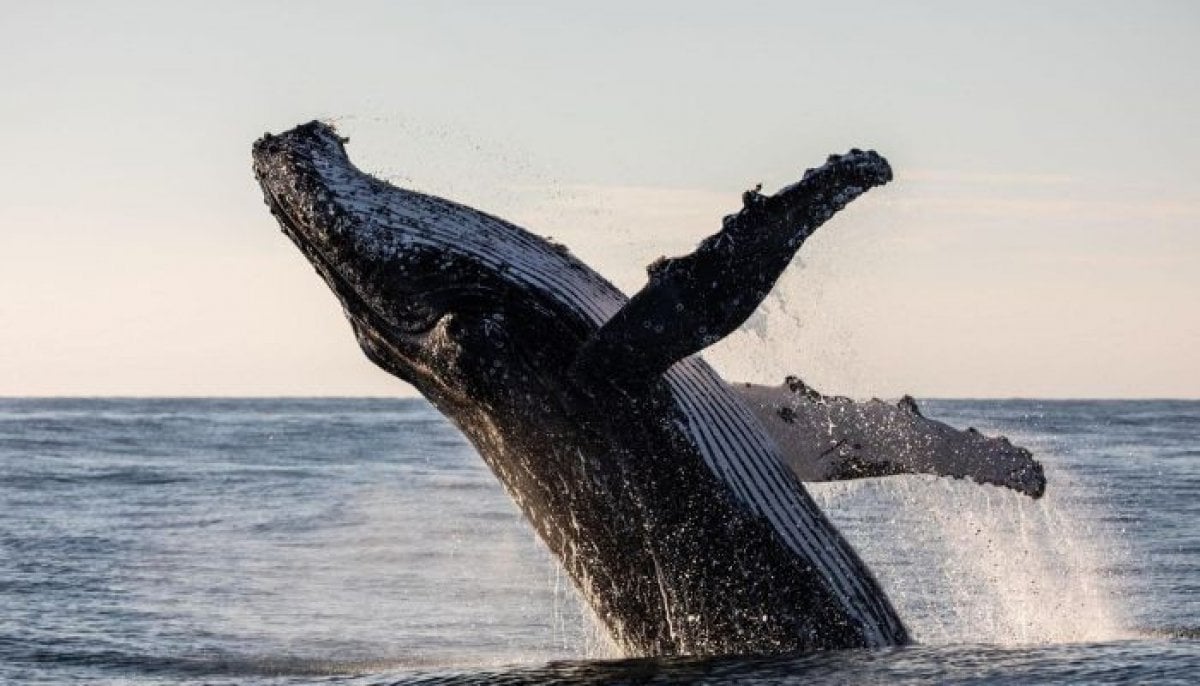 What happens when a whale dies? Scientists explains surprising process
