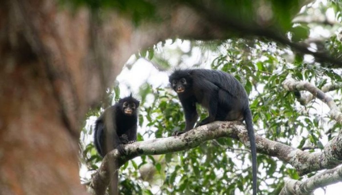 Scientists discover new ‘unusual-looking’ monkey species hidden in DR Congo forest 