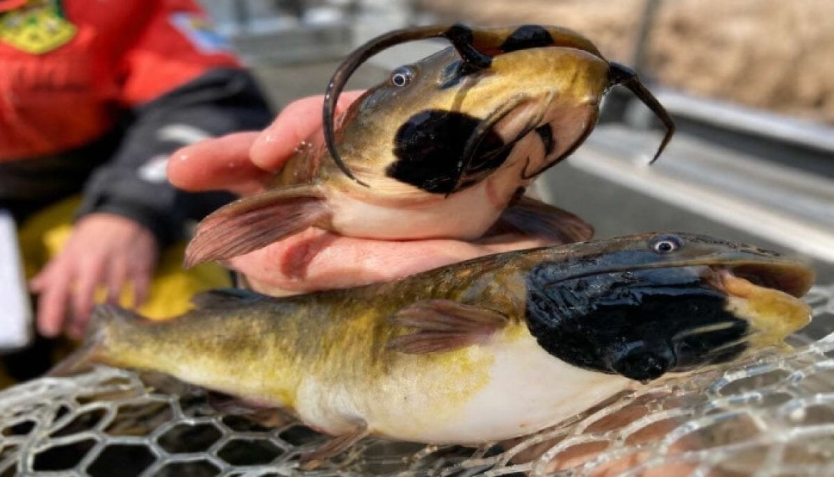Scientists discover first known transmissible cancer in fish