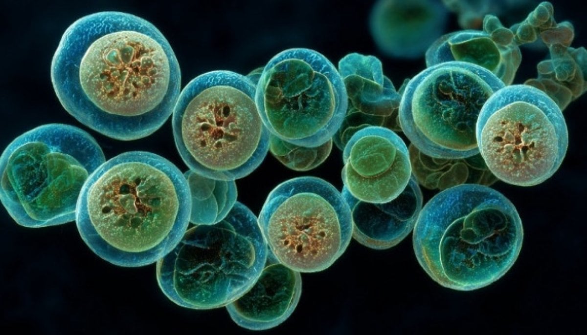 CDC expands Cyclospora outbreak to nine states as cases continue to rise