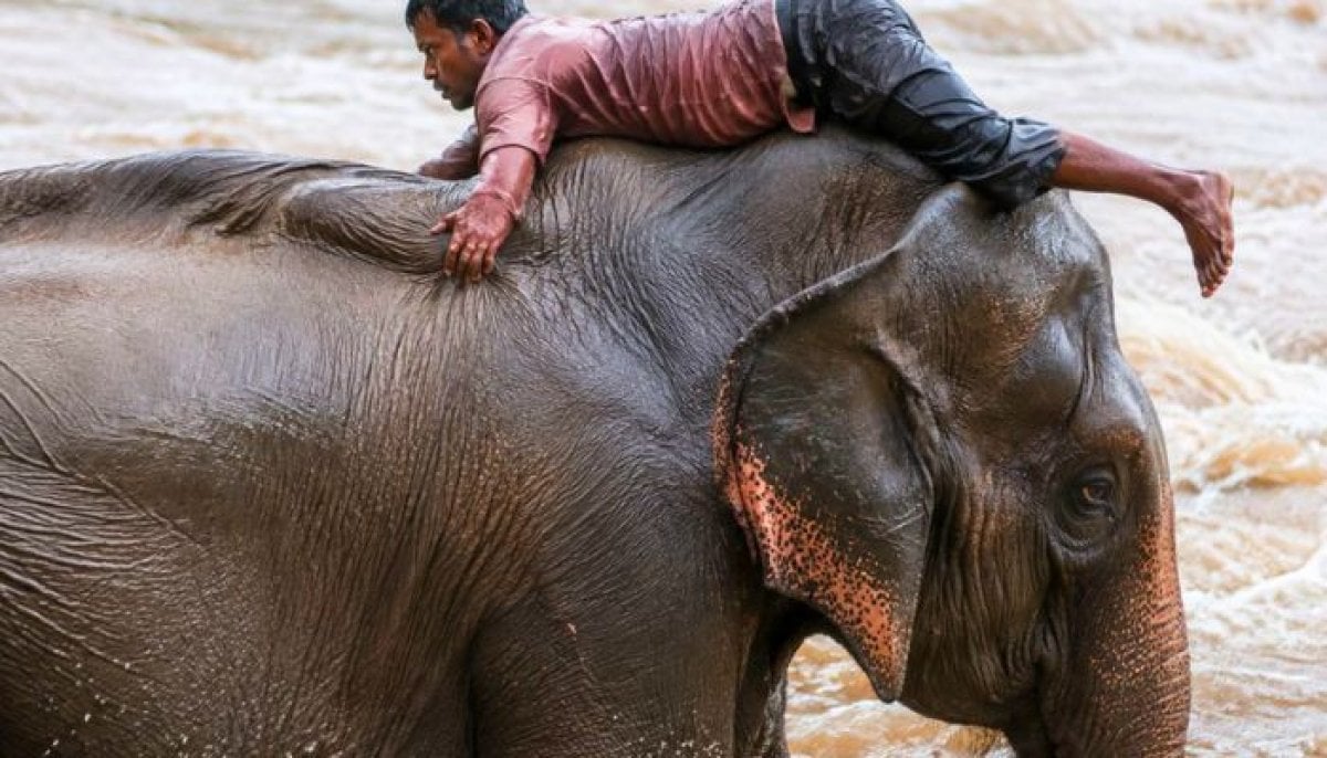 Viral video shows elephants rescuing Nepal flood victims? Here's the truth behind the footage