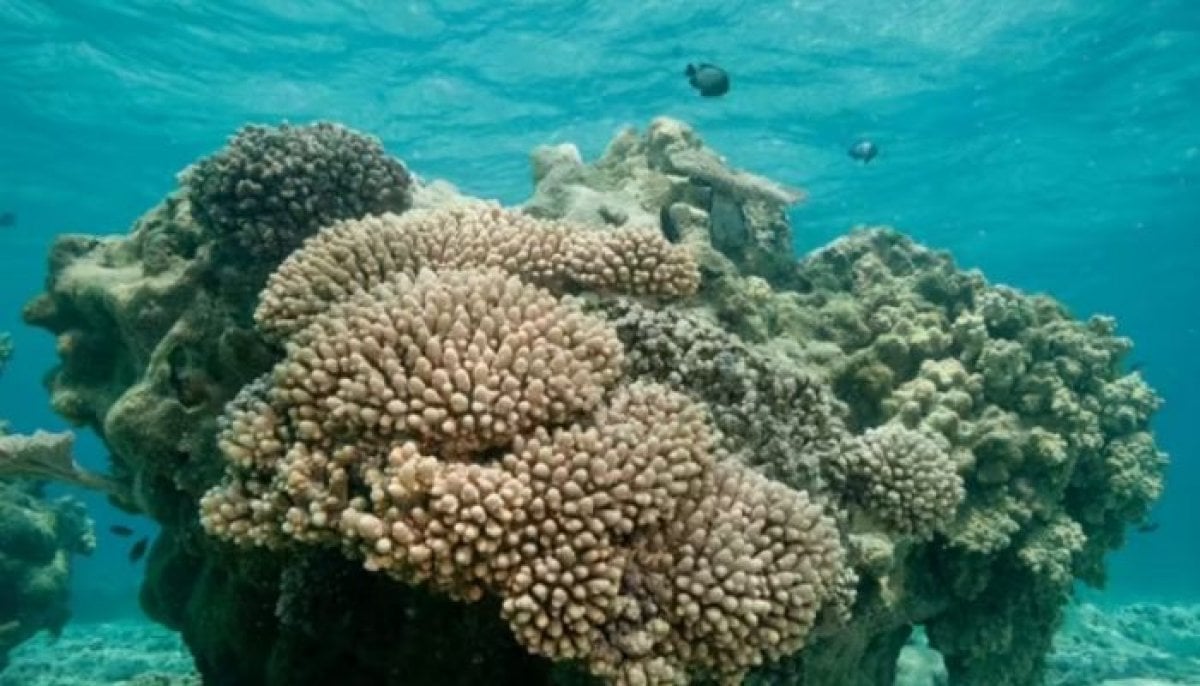 Coral reefs facing 'irreversible decline' as global recovery windows collapse, study warns