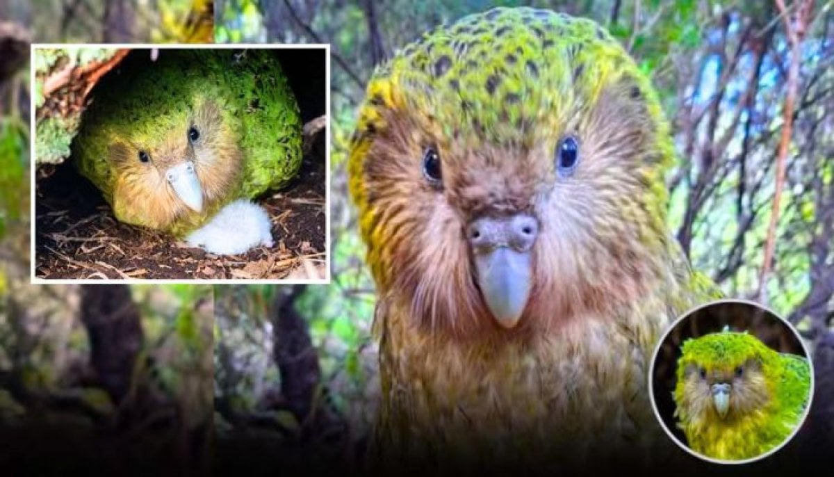 Rare population of world's heaviest parrot 'Kakapo' soars past 300 after record-breaking breeding season