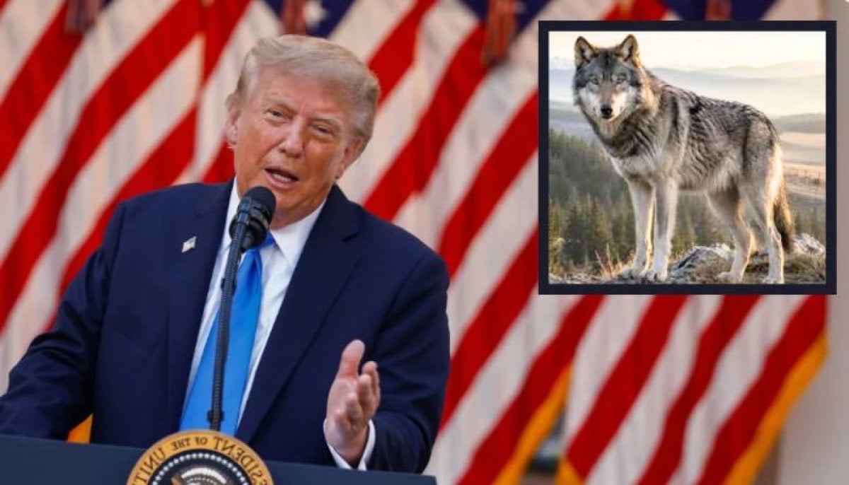 Trump directs Interior department to review endangered species protections for gray wolves