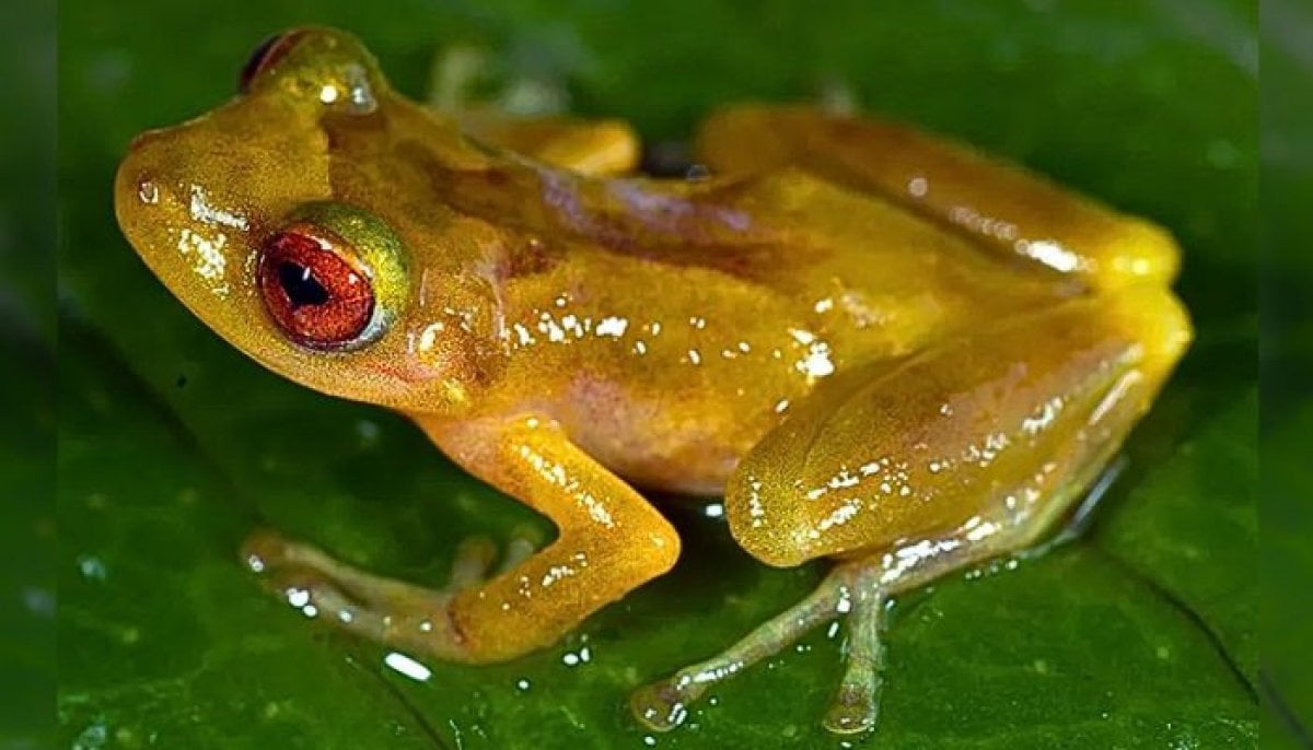 'New' frog species discovered after hiding in plain sight for 100 years