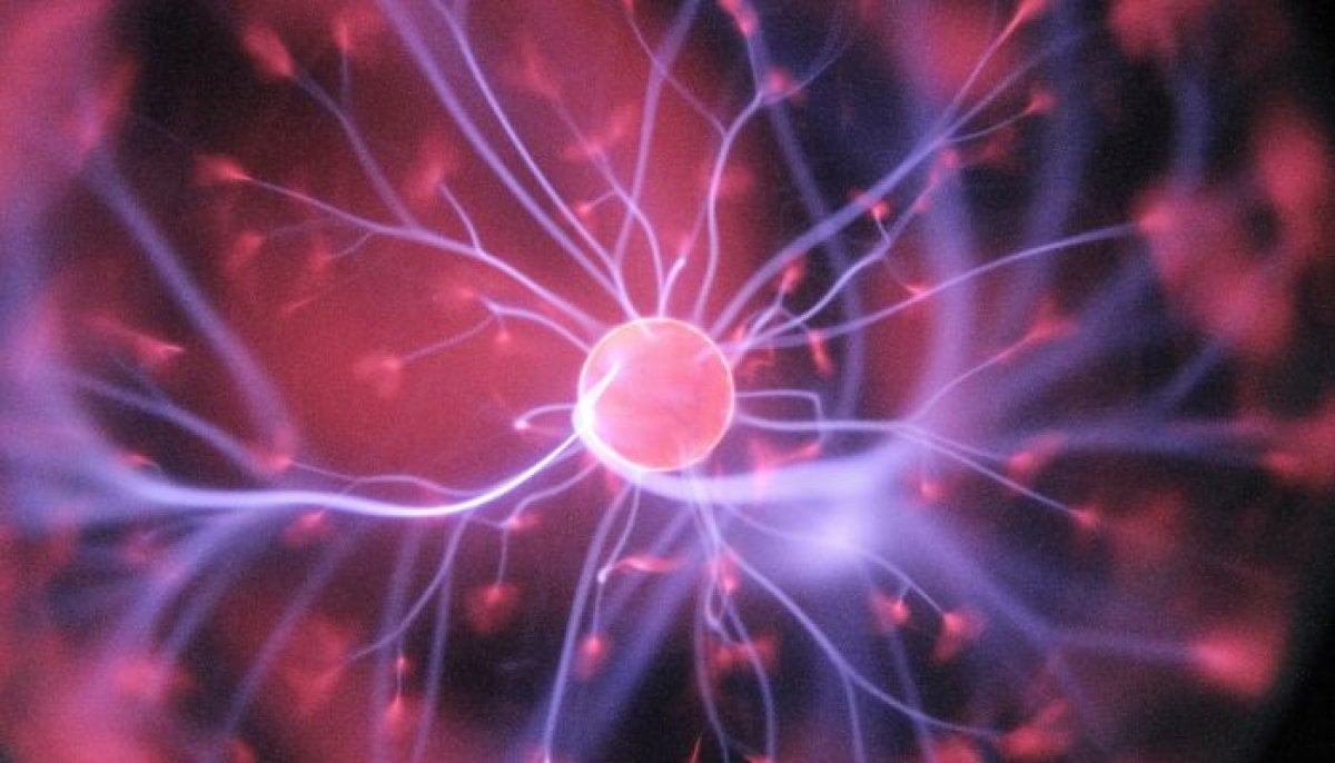 Bacteria can remember without brain, new study finds