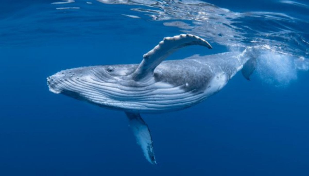 Iceland plans permanent Whaling ban, leaving only Norway and Japan