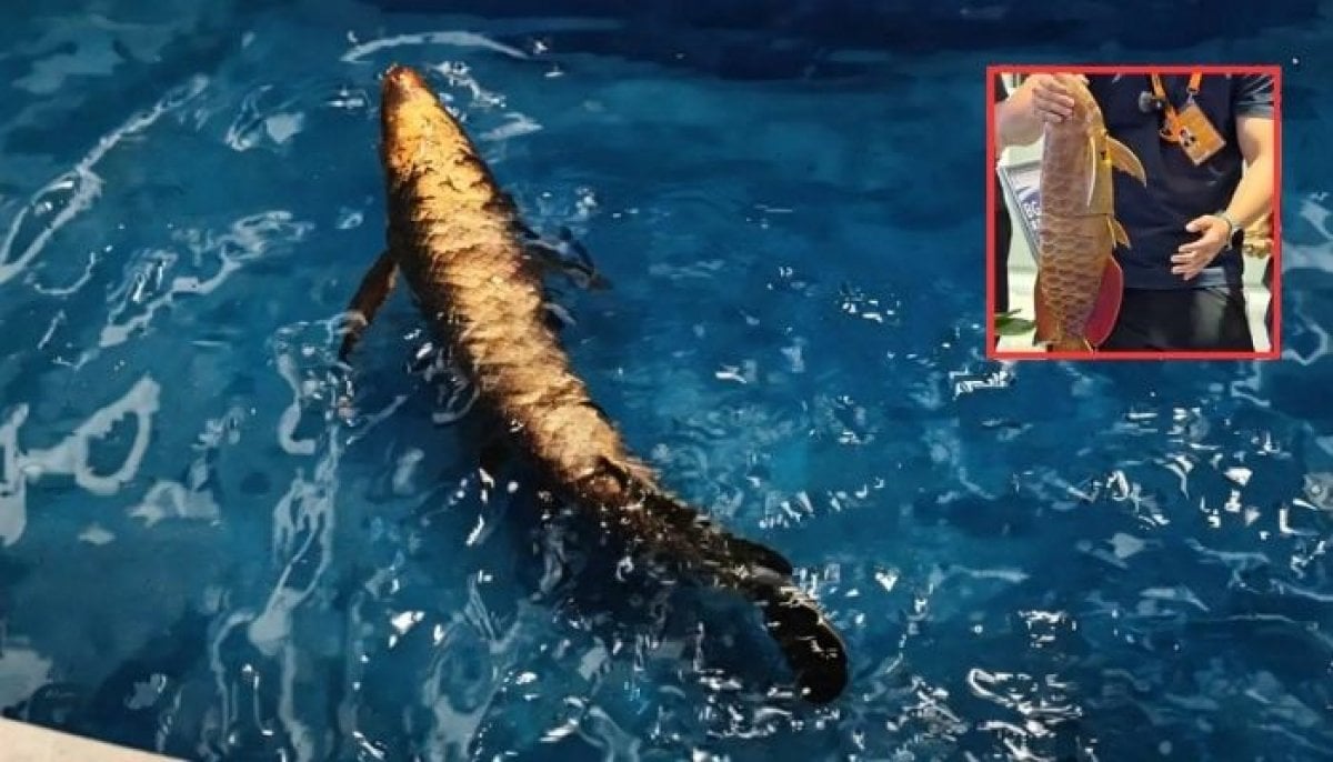 China unveils BG-5 ‘Golden Dragon Fish’ robot for underwater surveillance 