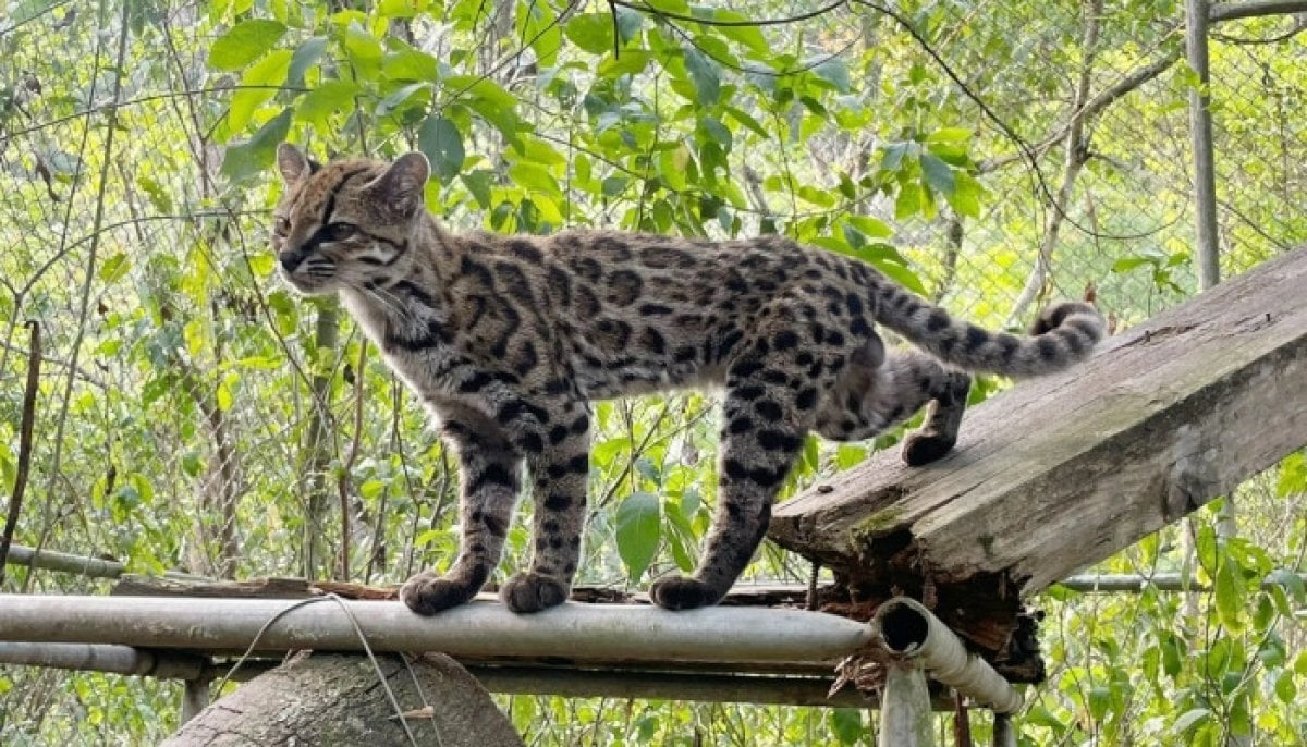Scientists discover new wild cat species in Bolivia for the first time in a century