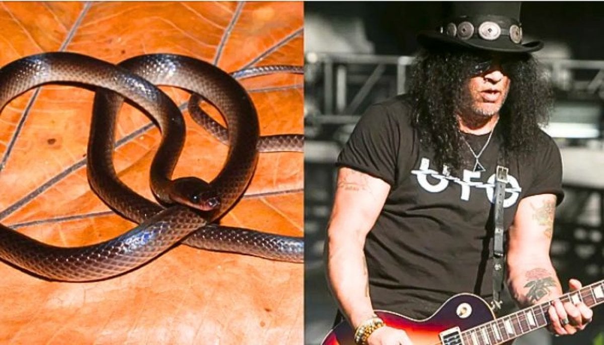Scientists name newly discovered snake after Guns N' Roses' Slash