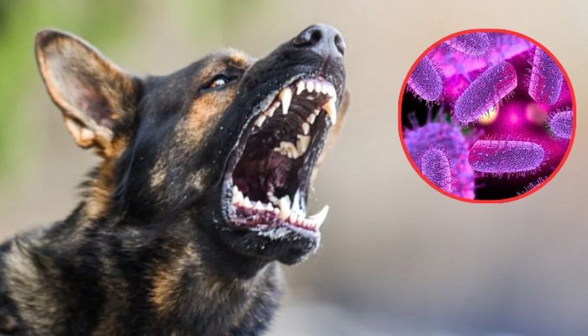 Rabies concerns grow in US, sparking health warnings over fatal virus