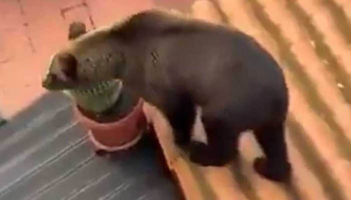 Bears kill seven people in Russian region 