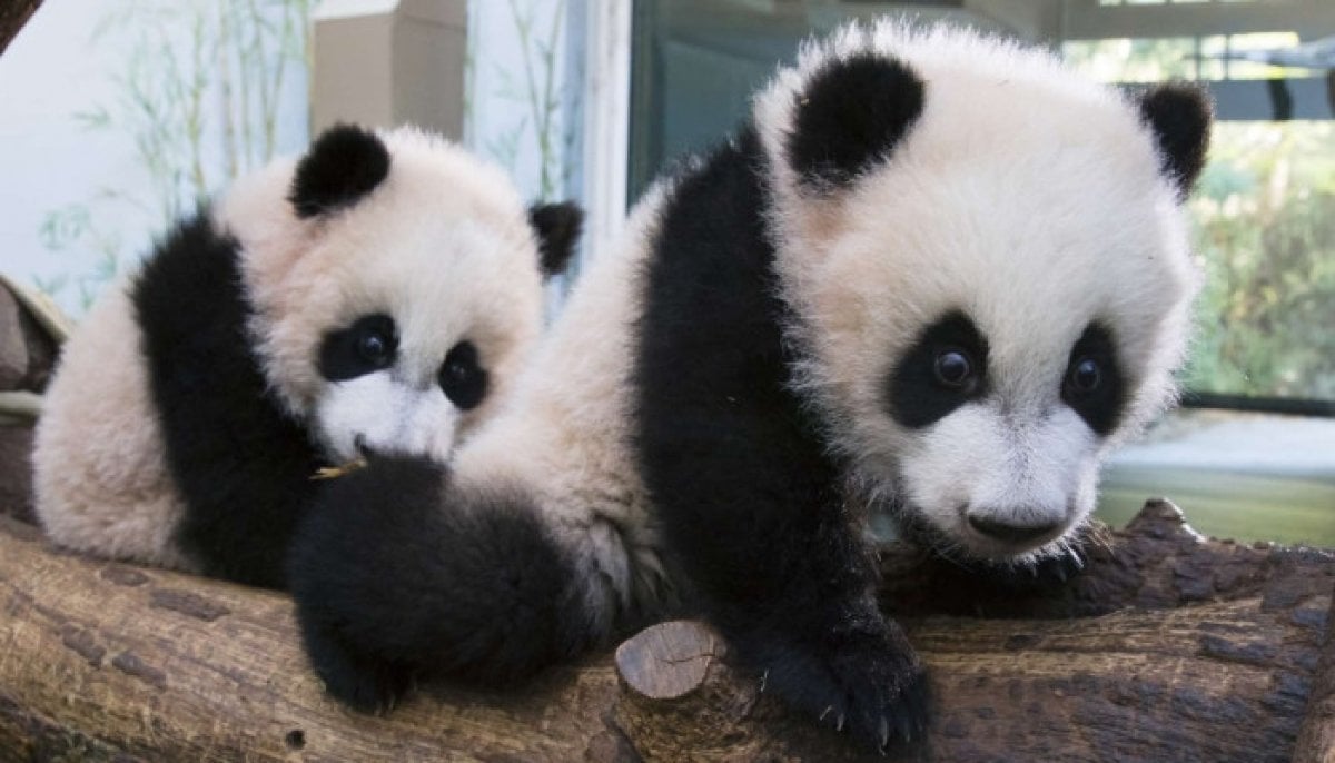 Zoo Atlanta welcomes two giant pandas from China after two-year wait