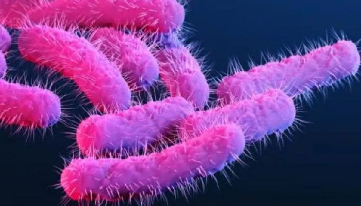 Sexually transmitted diarrhea spread in US, UK: Why antibiotics are failing against Shigella 