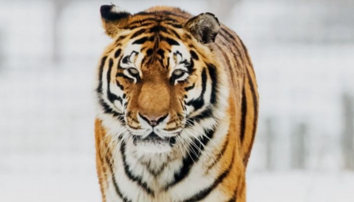 Man killed in tiger attack after entering enclosure at English Wildlife Park