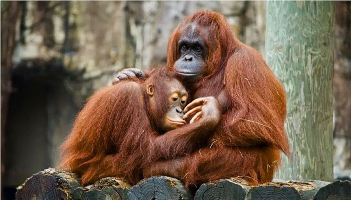 Indonesia relocates endangered Great Apes to safety after Borneo wildfires 