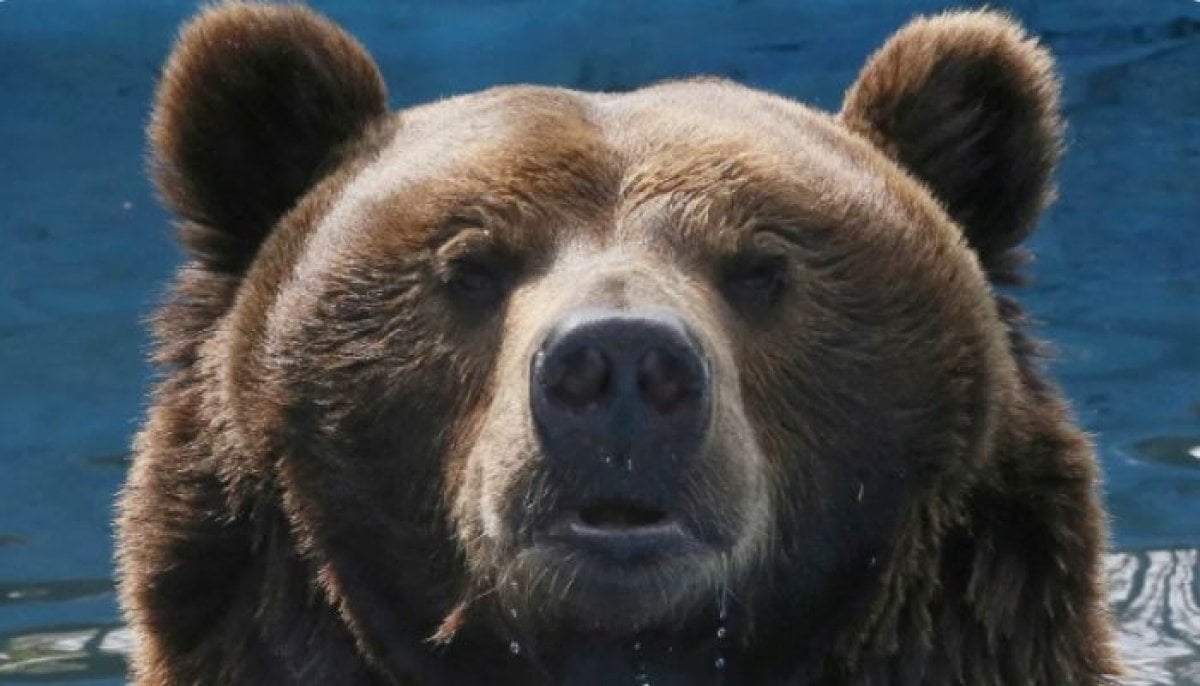 Russia cracks down on AI bears as real attacks spread fear: What to know