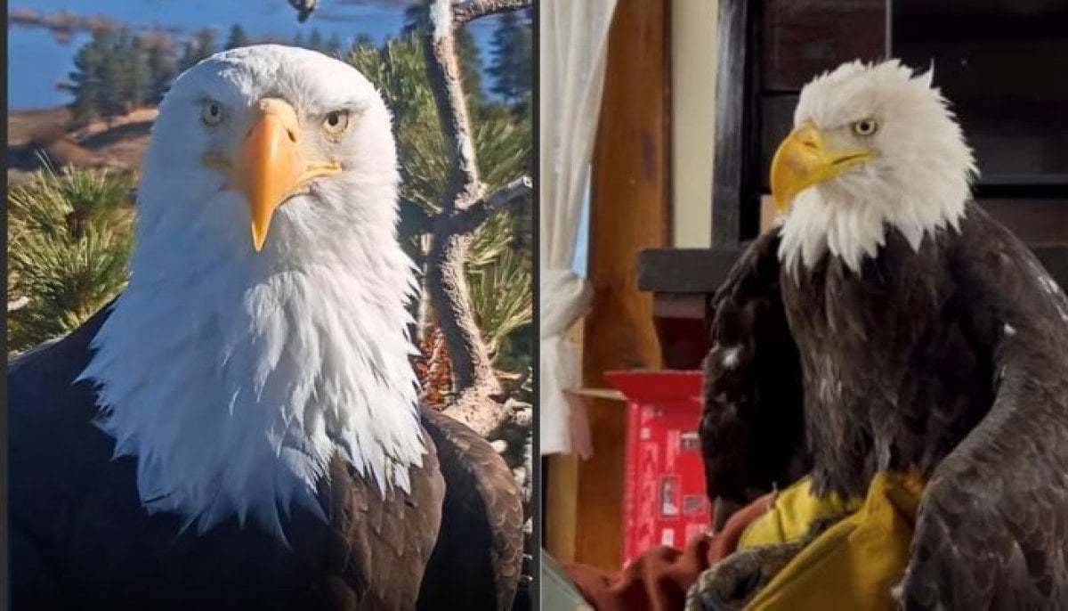 What led to Jackie the Big Bear eagle’s death? New necropsy update offers clues