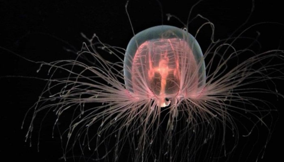 ‘Immortal’ jellyfish could hold clues to slowing human ageing 