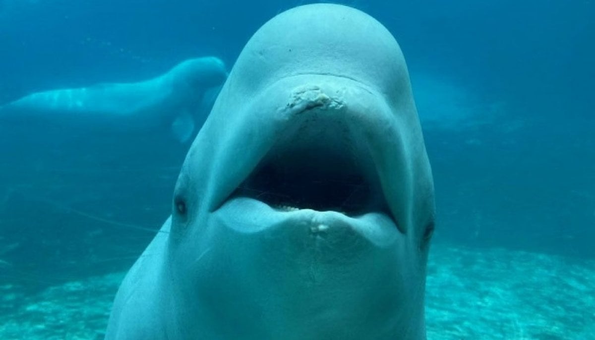 Beluga whale Cyprus dies in California months after leaving Ontario's Marineland