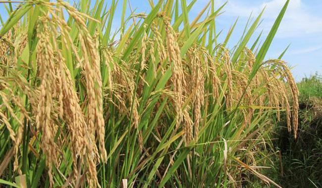 Pakistan to export hybrid rice seed to Philippines