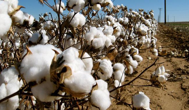 Govt revises down cotton output target to 12.6mln bales in FY18