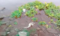 Rural areas dumping sewage in streams of Rawal Lake: NA told