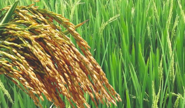 Pakistan to export 100 tons hybrid rice seeds for first time in April