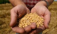 Pakistan freezes GM corn trials on contamination fears