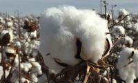 Cotton import expected to hit record high of 5 million bales