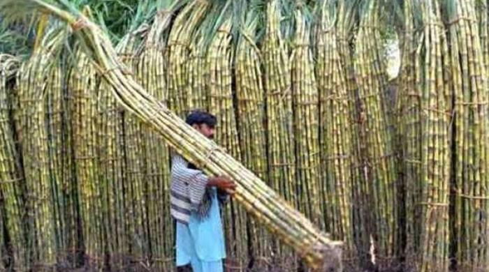 Sugarcane Crushing Begins In Punjab Without Price Notification