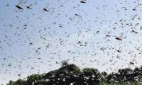 Iranian envoy warns against desert locust attack