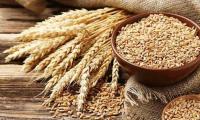 First imported wheat cargo to reach Pakistan next week
