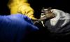 Scientists focus on bats to prevent next pandemic