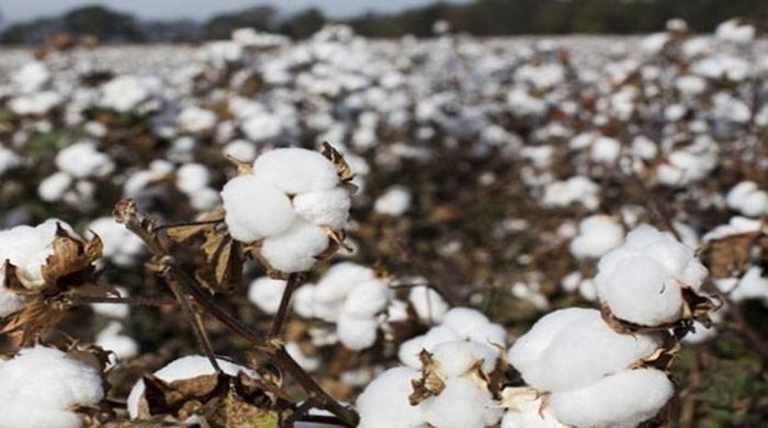 Cotton arrivals plunge 34pc to 5.6 million bales - Vimarsana News