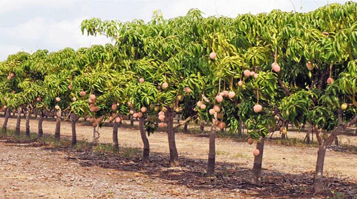LHC stays mango trees cutting in Multan - Vimarsana News