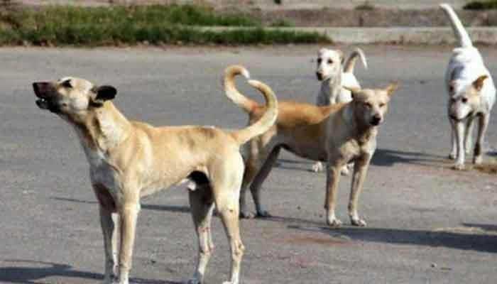 Stray dogs. File photo