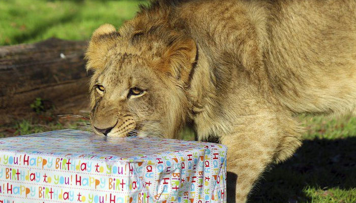 Influencer blasted for showing lion at birthday party