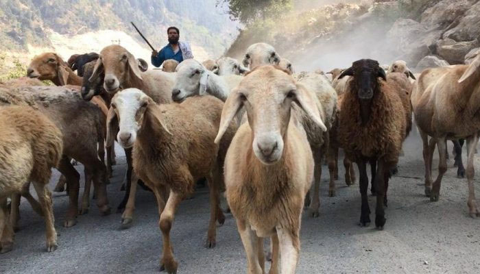 Govt asked to lift ban on import of sheep via Torkham